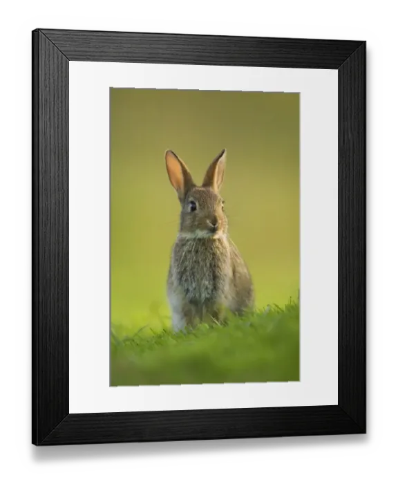 Framed Print : European Rabbit (Oryctolagus cuniculus) young, alert, sitting near warren in evening sunlight, Norfolk, England, june Framed Print : European Rabbit (Oryctolagus cuniculus) young, alert, sitting near warren in evening sunlight, Norfolk, England, june