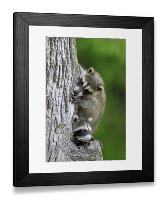 Framed Print : Common Raccoon (Procyon lotor) two young, at den entrance in tree trunk, Minnesota, U. S. A Framed Print : Common Raccoon (Procyon lotor) two young, at den entrance in tree trunk, Minnesota, U. S. A