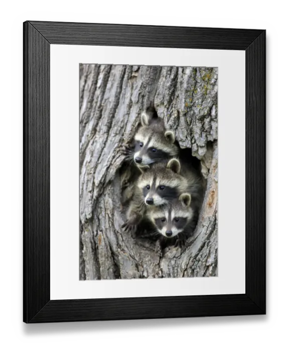 Framed Print : Common Raccoon (Procyon lotor) three young, at den entrance in tree trunk, Minnesota, U. S. A