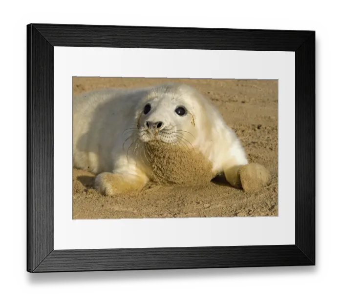 Framed Print : Grey Seal (Halichoerus grypus) whitecoat pup, on sandy beach, Lincolnshire, England Framed Print : Grey Seal (Halichoerus grypus) whitecoat pup, on sandy beach, Lincolnshire, England