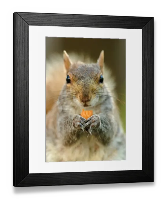 Framed Print : Eastern Grey Squirrel (Sciurus carolinensis) adult, feeding on nut, close-up of head and paws, Union Square Park Framed Print : Eastern Grey Squirrel (Sciurus carolinensis) adult, feeding on nut, close-up of head and paws, Union Square Park