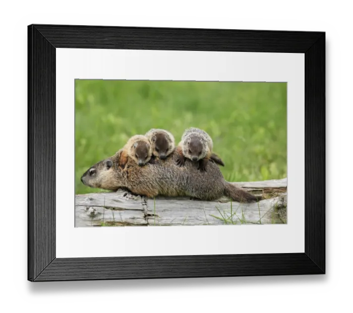 Framed Print : Woodchuck (Marmota monax) adult, carrying three young on back, Minnesota, U. S. A Framed Print : Woodchuck (Marmota monax) adult, carrying three young on back, Minnesota, U. S. A