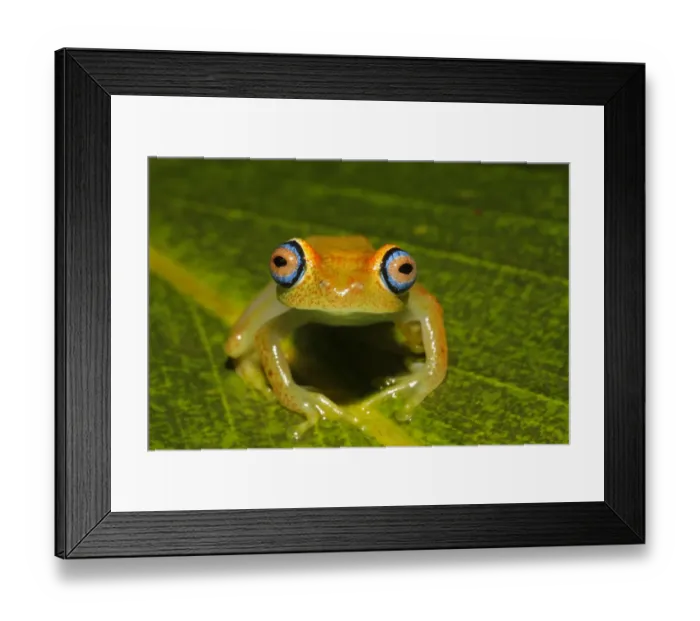 Framed Print : Viridian Treefrog (Boophis viridis) adult, sitting on leaf, Andasibe, Madagascar Framed Print : Viridian Treefrog (Boophis viridis) adult, sitting on leaf, Andasibe, Madagascar
