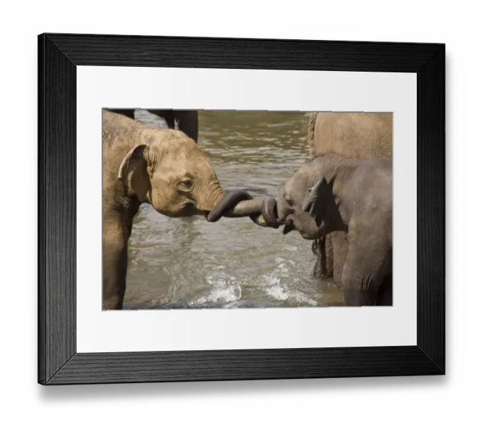 Framed Print : Asiatic Elephant (Elephas maximus) young playing with trunks, Sri Lanka Framed Print : Asiatic Elephant (Elephas maximus) young playing with trunks, Sri Lanka