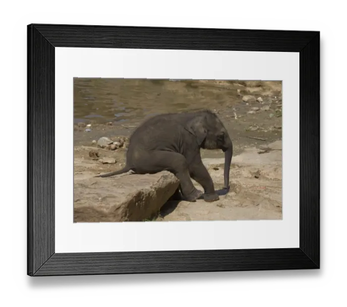 Framed Print : Asiatic Elephant (Elephas maximus) calf resting on rock, Sri Lanka Framed Print : Asiatic Elephant (Elephas maximus) calf resting on rock, Sri Lanka