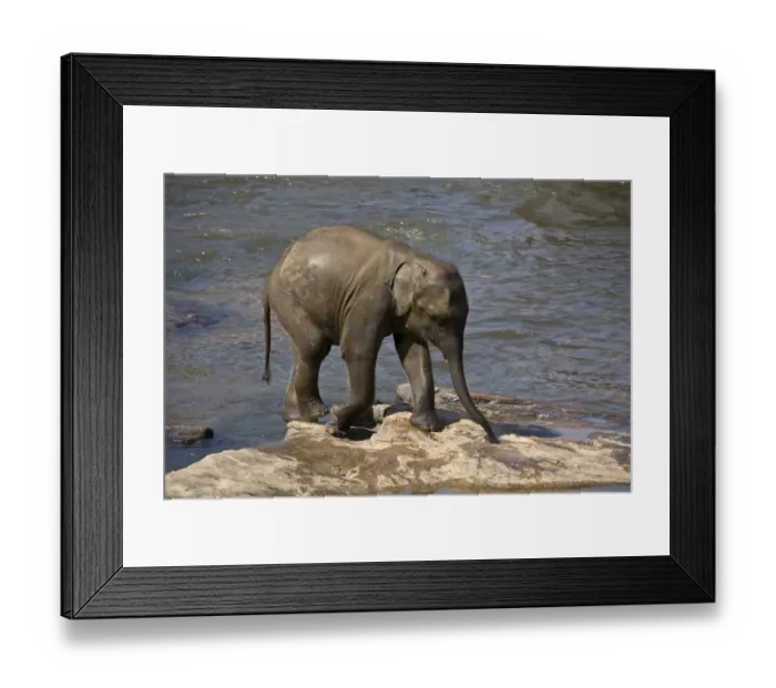 Framed Print : Young Asian Elephant Framed Print : Young Asian Elephant