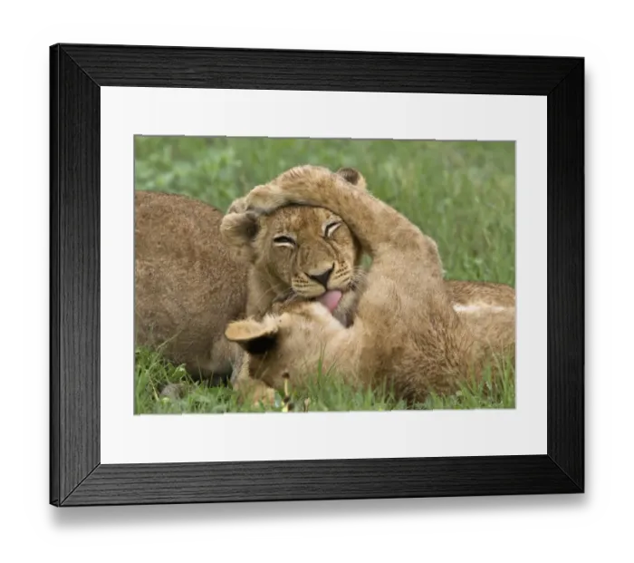 Framed Print : Two young African lion cubs lick each other Framed Print : Two young African lion cubs lick each other
