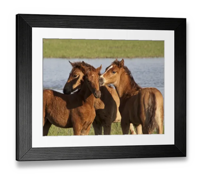 Framed Print : Young foals groom each other at El Rocio, Andalusia, Spain