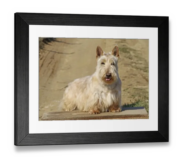 Framed Print : Domestic Dog, Scottish Terrier, wheaten coat, adult, standing Framed Print : Domestic Dog, Scottish Terrier, wheaten coat, adult, standing