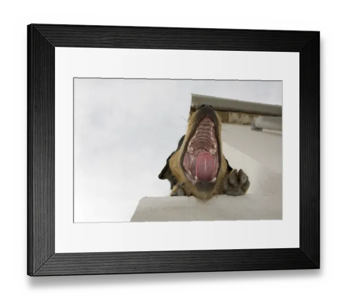 Framed Print : Domestic Dog, mongrel, adult, yawning, close-up of head, laying on wall of whitewashed house, England Framed Print : Domestic Dog, mongrel, adult, yawning, close-up of head, laying on wall of whitewashed house, England