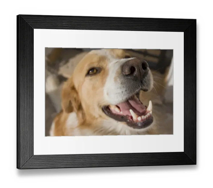 Framed Print : Domestic Dog, mongrel, adult, close-up of nose and open mouth, England Framed Print : Domestic Dog, mongrel, adult, close-up of nose and open mouth, England