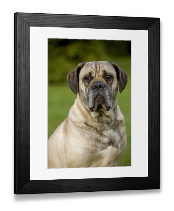 Framed Print : Domestic Dog, Cane Corso, adult, close-up of head