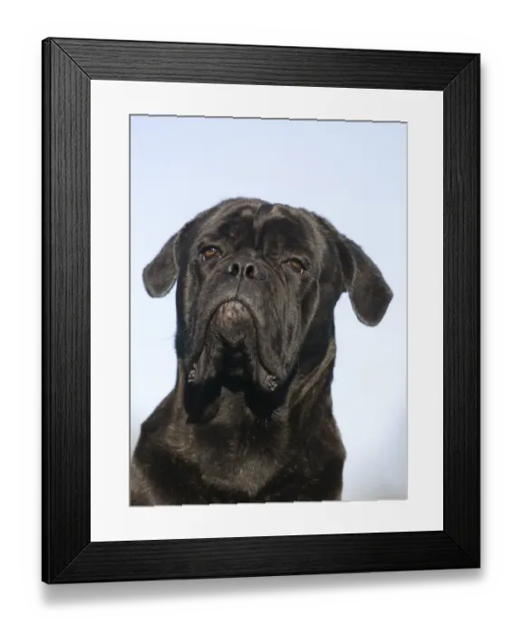 Framed Print : Domestic Dog, Cane Corso, adult, close-up of head Framed Print : Domestic Dog, Cane Corso, adult, close-up of head