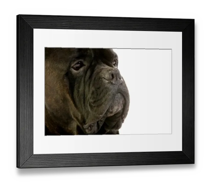 Framed Print : Domestic Dog, Cane Corso, adult, close-up of face