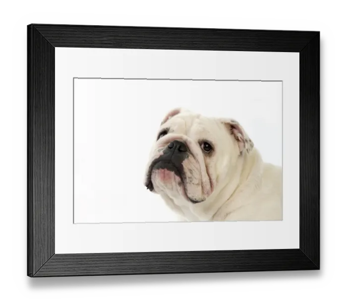 Framed Print : Domestic Dog, Bulldog, adult female, close-up of head Framed Print : Domestic Dog, Bulldog, adult female, close-up of head