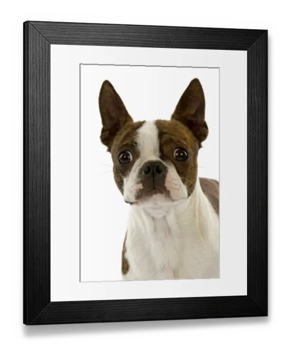 Framed Print : Domestic Dog, Boston Terrier, adult, close-up of head Framed Print : Domestic Dog, Boston Terrier, adult, close-up of head