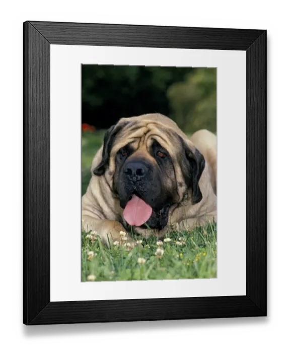 Framed Print : Domestic Dog, English Mastiff, adult, laying on grass, panting Framed Print : Domestic Dog, English Mastiff, adult, laying on grass, panting
