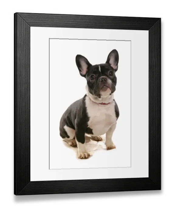 Framed Print : Domestic Dog, Boston Terrier, puppy, sitting Framed Print : Domestic Dog, Boston Terrier, puppy, sitting