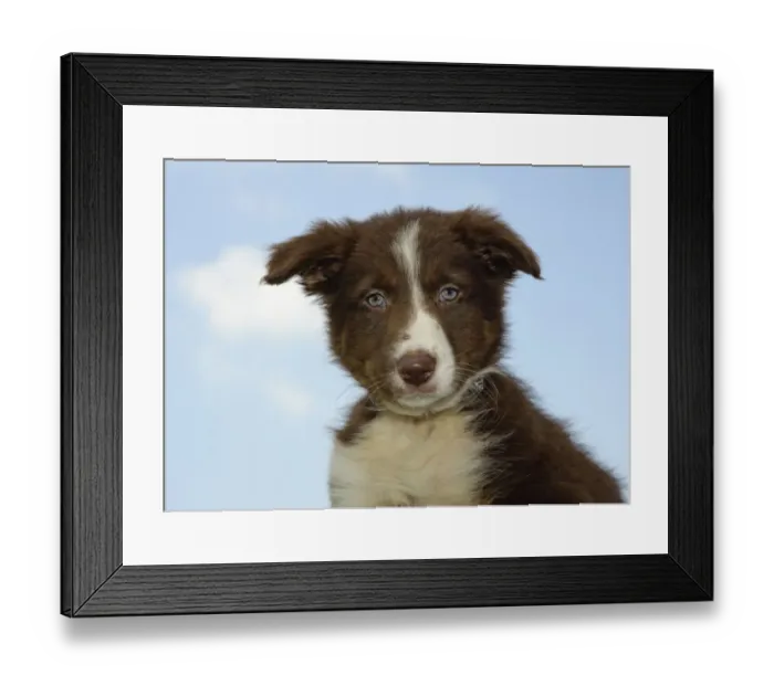 Framed Print : Domestic Dog, Border Collie, puppy, close-up of head, England, june Framed Print : Domestic Dog, Border Collie, puppy, close-up of head, England, june