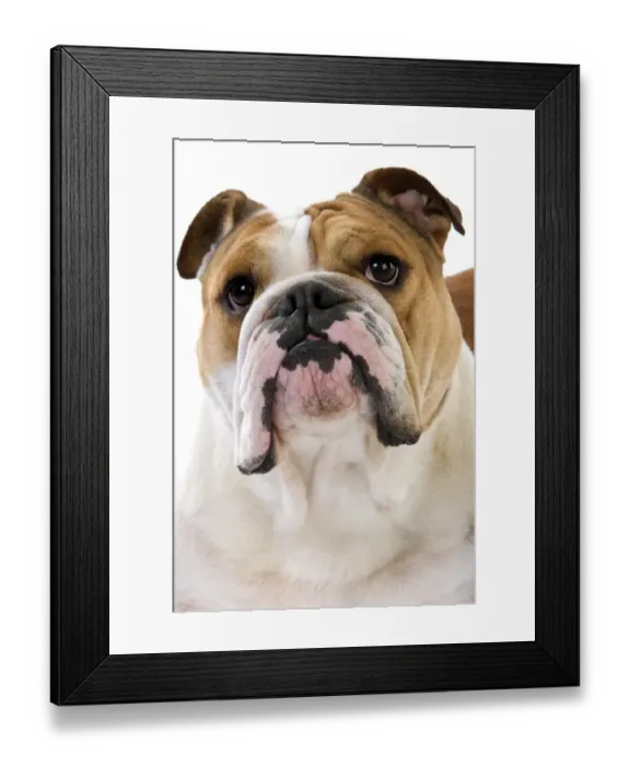 Framed Print : Domestic Dog, Bulldog, adult female, close-up of head Framed Print : Domestic Dog, Bulldog, adult female, close-up of head