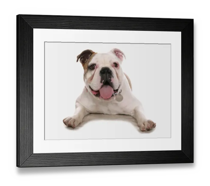 Framed Print : Domestic Dog, Old Tyme Bulldog, adult male, laying Framed Print : Domestic Dog, Old Tyme Bulldog, adult male, laying