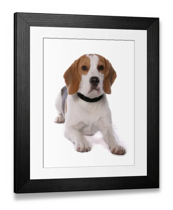 Framed Print : Domestic Dog, Beagle, adult male, with collar, laying Framed Print : Domestic Dog, Beagle, adult male, with collar, laying