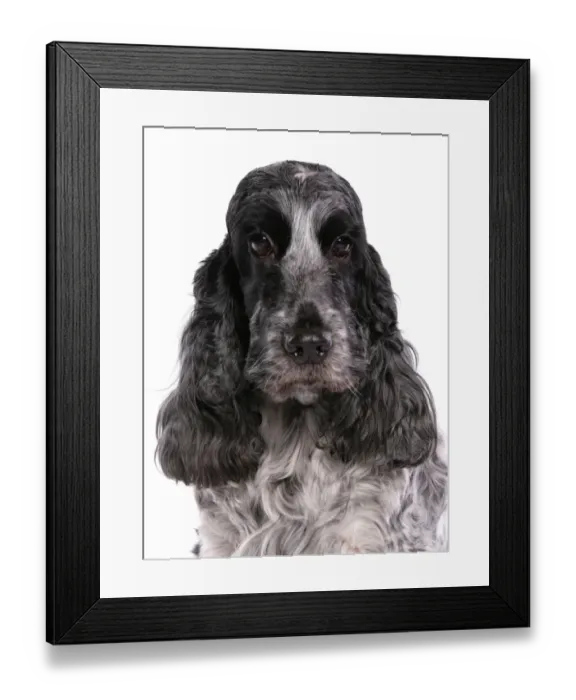 Framed Print : Domestic Dog, English Cocker Spaniel, adult female, close-up of head Framed Print : Domestic Dog, English Cocker Spaniel, adult female, close-up of head