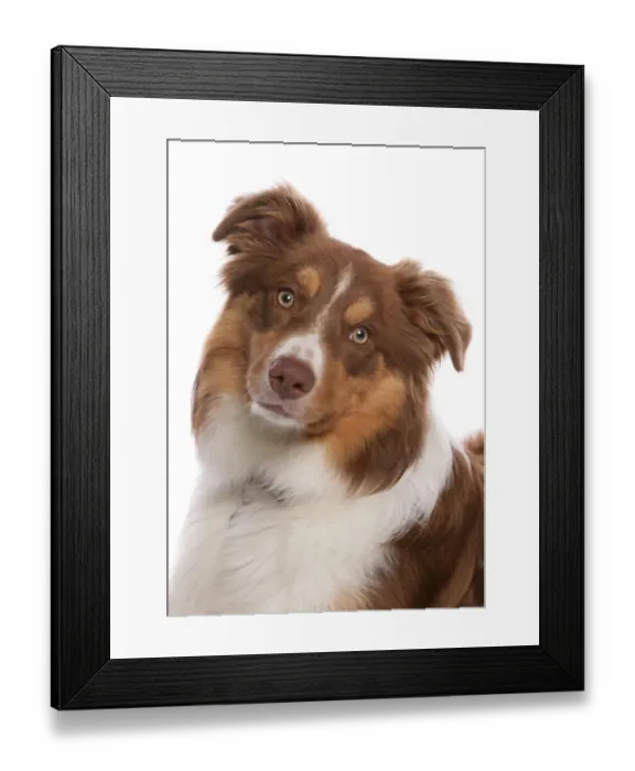 Framed Print : Domestic Dog, Border Collie, liver tricolour adult, close-up of head Framed Print : Domestic Dog, Border Collie, liver tricolour adult, close-up of head