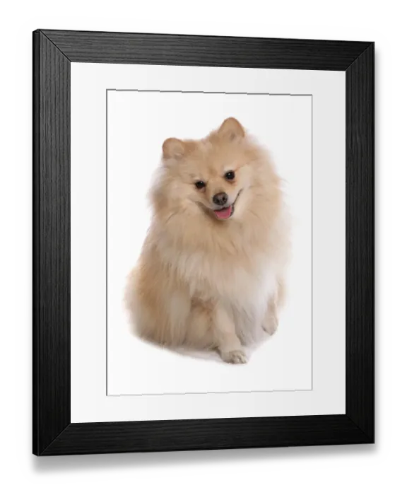 Framed Print : Domestic Dog, German Spitz, adult, sitting Framed Print : Domestic Dog, German Spitz, adult, sitting