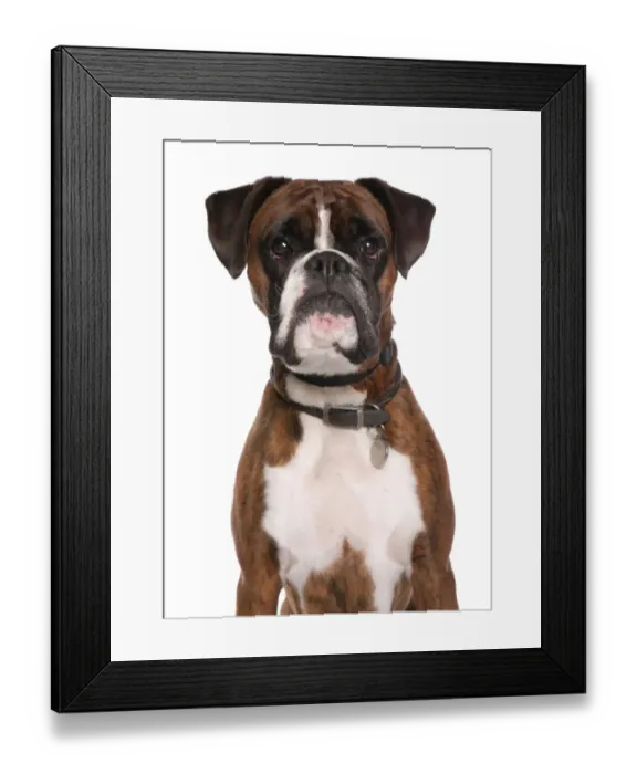 Framed Print : Domestic Dog, Boxer, adult male, close-up of head, with collar and tag Framed Print : Domestic Dog, Boxer, adult male, close-up of head, with collar and tag