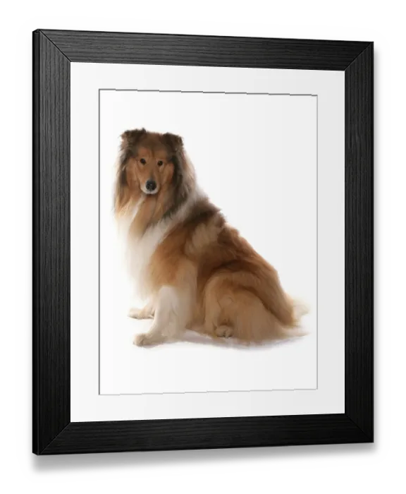 Framed Print : Domestic Dog, Rough Collie, adult, sitting