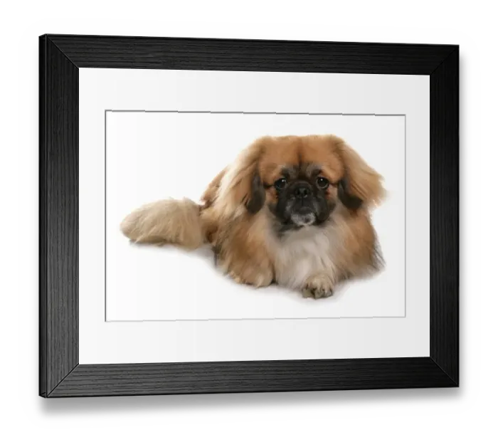 Framed Print : Domestic Dog, Tibetan Spaniel, adult, laying