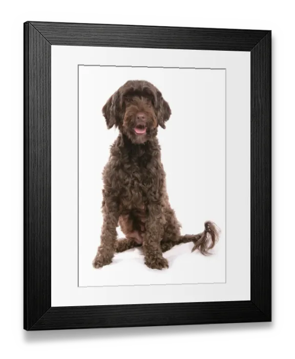 Framed Print : Domestic Dog, Portuguese Water Dog, adult, sitting Framed Print : Domestic Dog, Portuguese Water Dog, adult, sitting