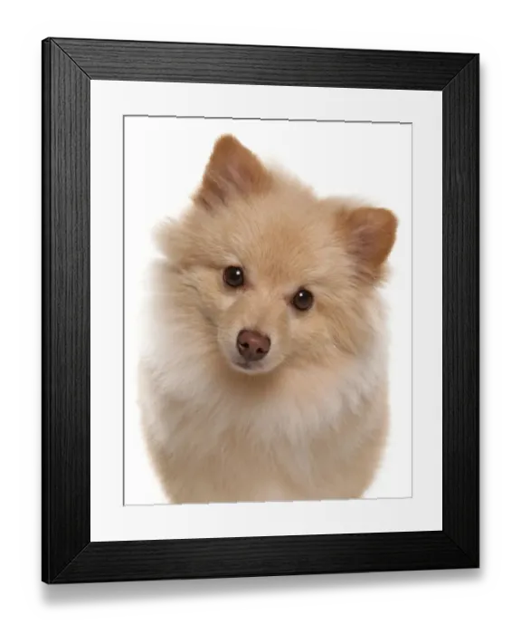 Framed Print : Domestic Dog, German Spitz, adult, close-up of head Framed Print : Domestic Dog, German Spitz, adult, close-up of head