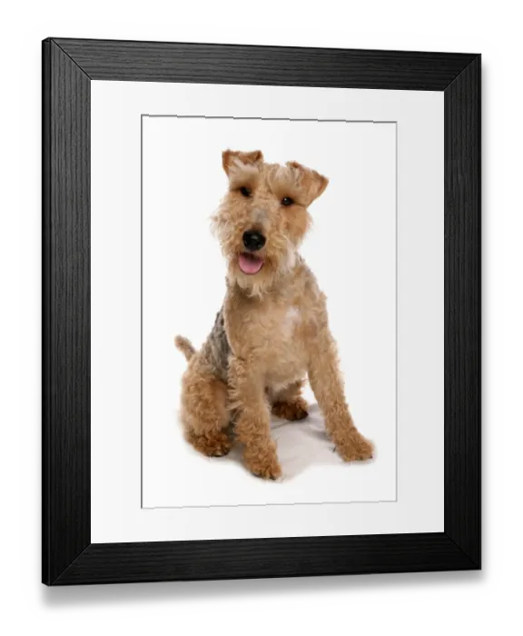 Framed Print : Domestic Dog, Welsh Terrier, adult, sitting Framed Print : Domestic Dog, Welsh Terrier, adult, sitting