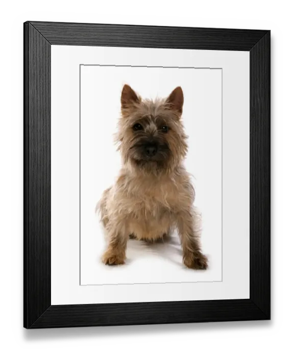 Framed Print : Domestic Dog, Cairn Terrier, adult, sitting Framed Print : Domestic Dog, Cairn Terrier, adult, sitting