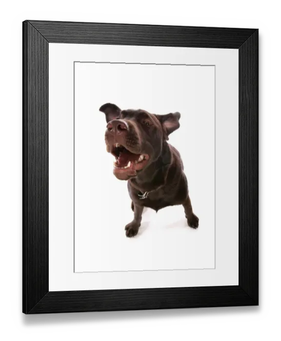 Framed Print : Domestic Dog, Chocolate Labrador Retriever, puppy, barking, wide-angle Framed Print : Domestic Dog, Chocolate Labrador Retriever, puppy, barking, wide-angle