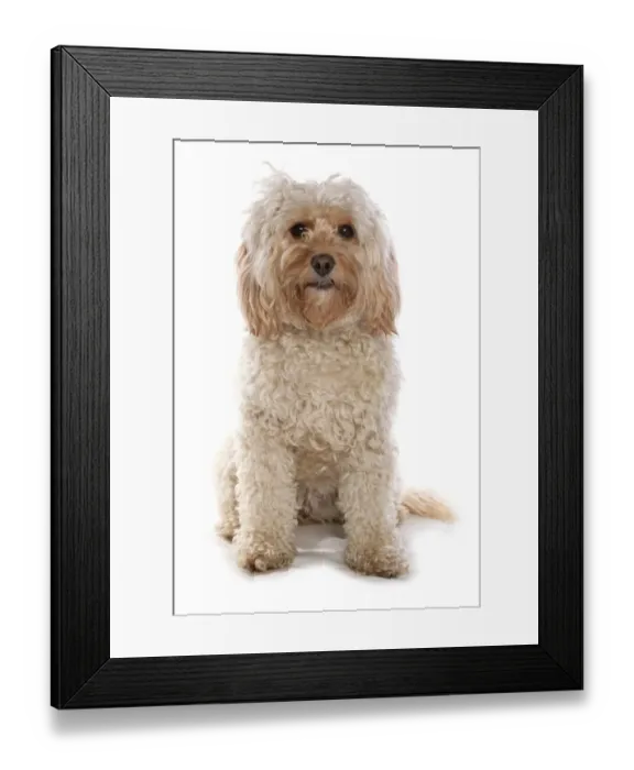 Framed Print : Domestic Dog, Cockerpoo (Cocker Spaniel x Poodle), adult female, sitting Framed Print : Domestic Dog, Cockerpoo (Cocker Spaniel x Poodle), adult female, sitting