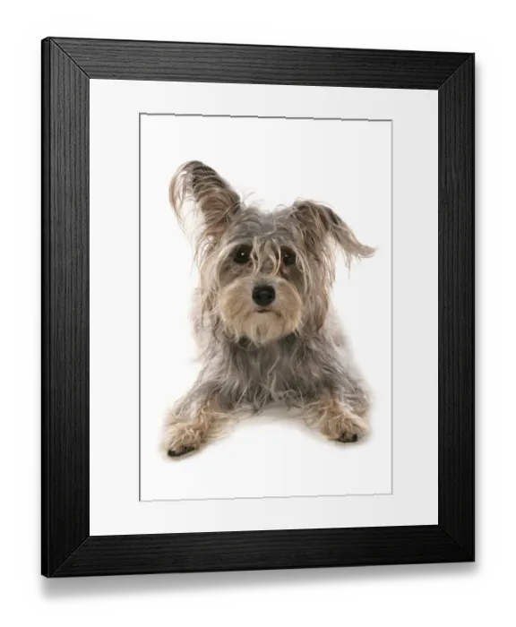 Framed Print : Domestic Dog, Terrier cross mongrel, adult, laying Framed Print : Domestic Dog, Terrier cross mongrel, adult, laying