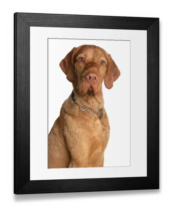 Framed Print : Domestic Dog, Wire-haired Hungarian Vizsla, adult, close-up of head, with collar and tag Framed Print : Domestic Dog, Wire-haired Hungarian Vizsla, adult, close-up of head, with collar and tag