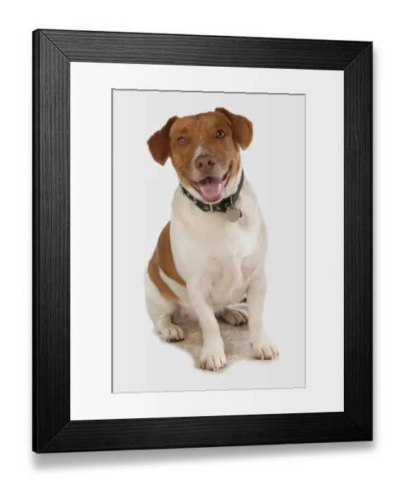 Framed Print : Domestic Dog, Jack Russell Terrier, adult, sitting, with collar and tag