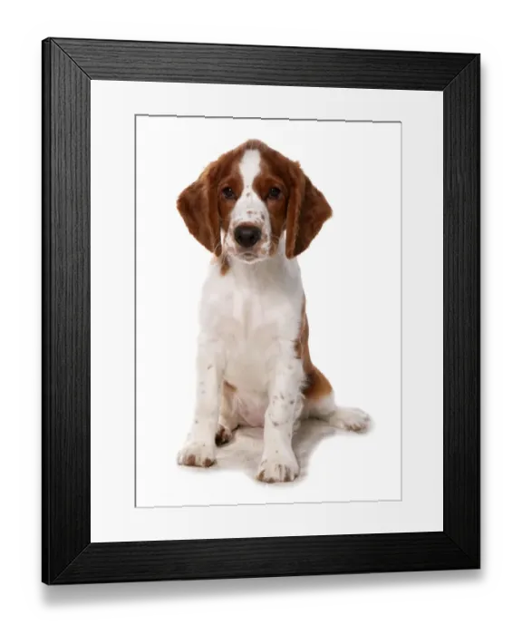 Framed Print : Domestic Dog, Welsh Springer Spaniel, puppy, sitting