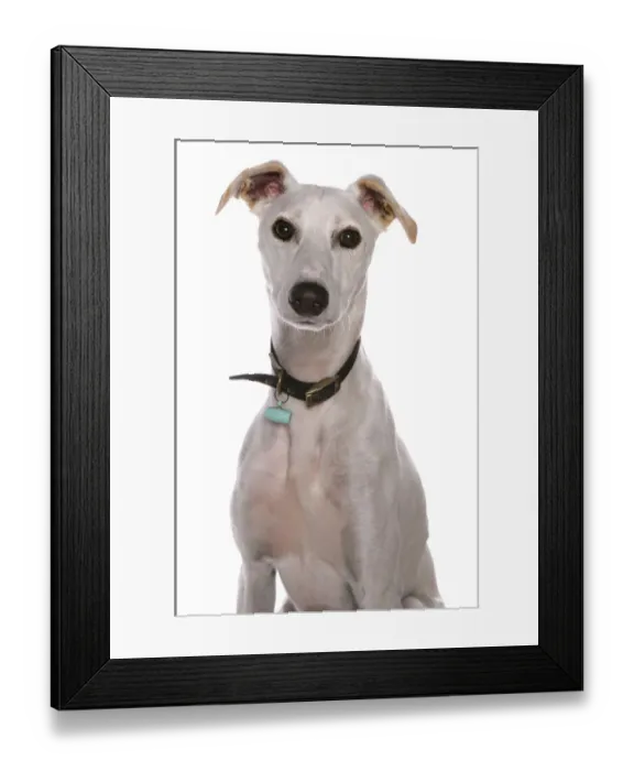 Framed Print : Domestic Dog, Lurcher, adult, close-up of head, with collar and tag
