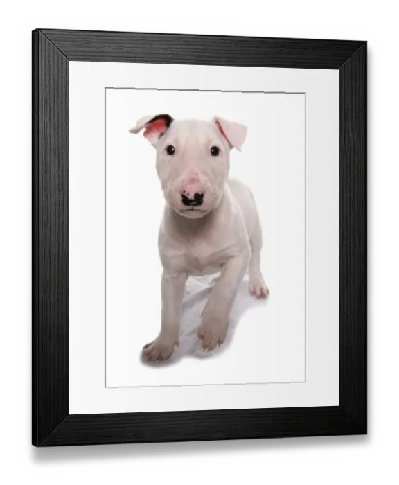 Framed Print : Domestic Dog, Bull Terrier, puppy, eight-weeks old, standing Framed Print : Domestic Dog, Bull Terrier, puppy, eight-weeks old, standing