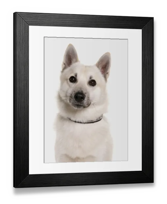 Framed Print : Domestic Dog, Norwegian Buhund, adult male, close-up of head, with collar Framed Print : Domestic Dog, Norwegian Buhund, adult male, close-up of head, with collar
