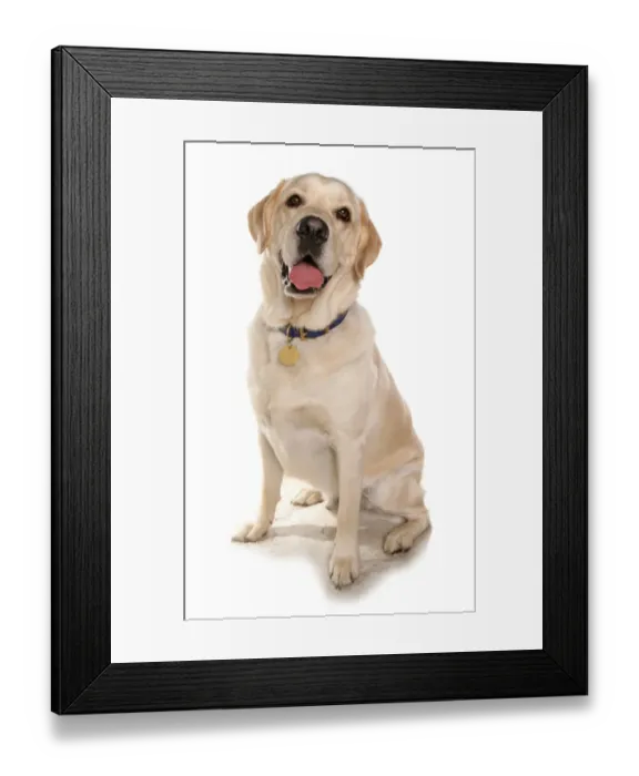 Framed Print : Domestic Dog, Yellow Labrador Retriever, adult, sitting, with collar and tag