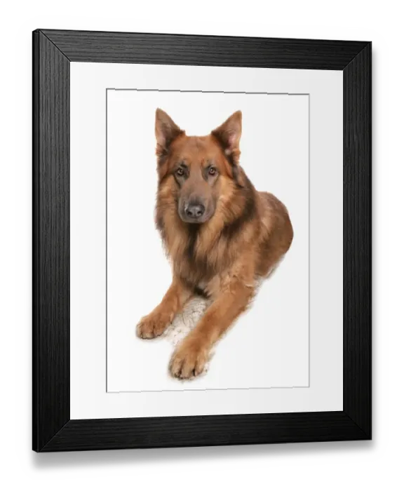 Framed Print : Domestic Dog, German Shepherd Dog, adult, laying Framed Print : Domestic Dog, German Shepherd Dog, adult, laying