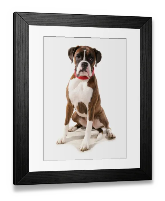 Framed Print : Domestic Dog, Boxer, adult, sitting, with collar Framed Print : Domestic Dog, Boxer, adult, sitting, with collar