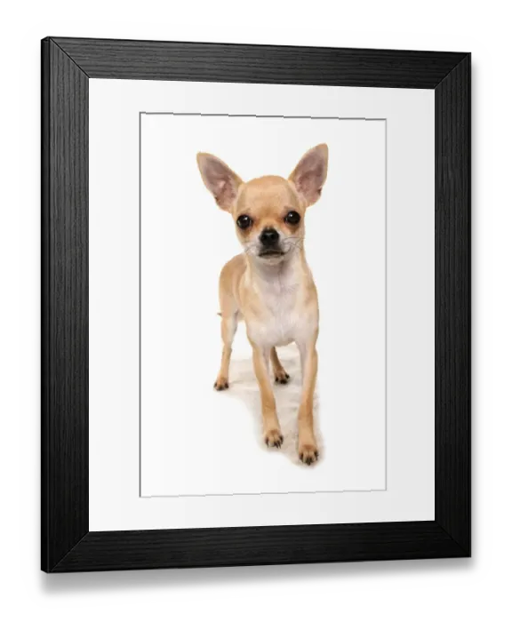 Framed Print : Domestic Dog, Chihuahua, adult, standing