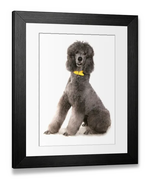 Framed Print : Domestic Dog, Giant Poodle, adult, sitting, with collar and tag Framed Print : Domestic Dog, Giant Poodle, adult, sitting, with collar and tag